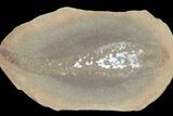Fossil Tummy Tooth Worm (Didontogaster) Pos/Neg - Illinois #120950-2